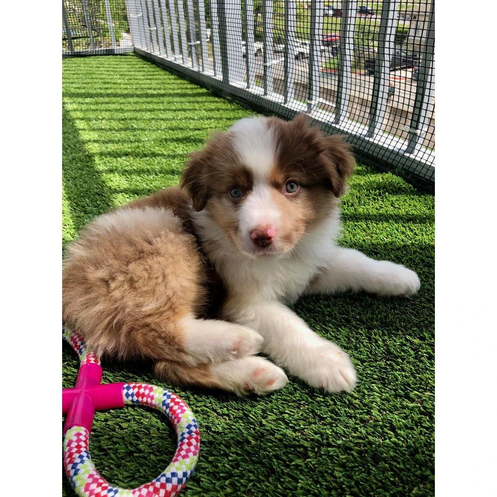 TrafficMaster Pet-Muliplay 12 Ft. Wide X Cut To Length Artificial Grass 4 TrafficMaster Pet-Muliplay 12 Ft. Wide X Cut To Length Artificial Grass - Image 2