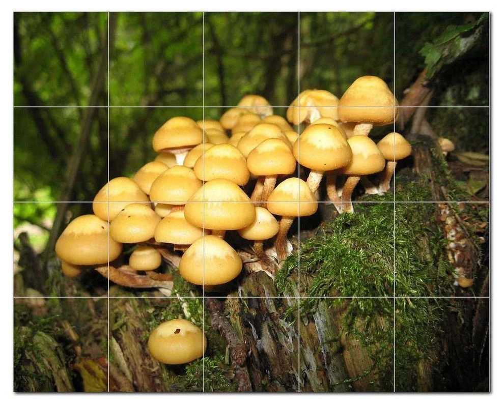 Mushroom Ceramic Tile Mural Kitchen Backsplash Bathroom Shower, 401214-S54 3 Mushroom Ceramic Tile Mural Kitchen Backsplash Bathroom Shower, 401214-S54